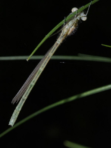 Damselfly (2 of 4):
Still preparing for life on wings. by Chris Krambeck 